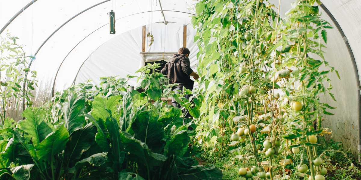 interior of greenhouse