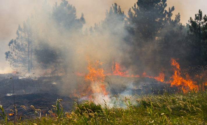 Forest fire burning near meadow.