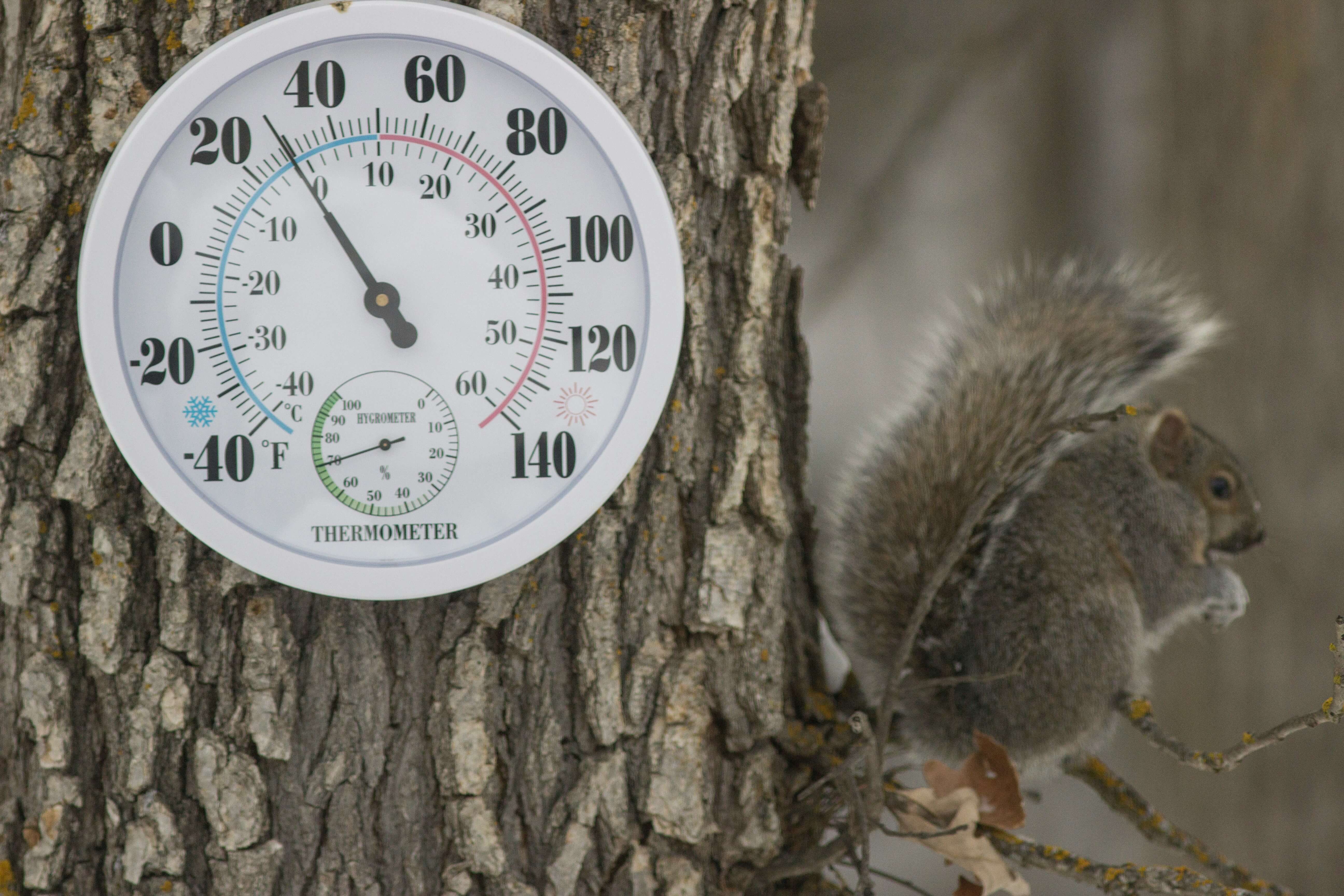 a thermometer on a tree showcasing the temperature