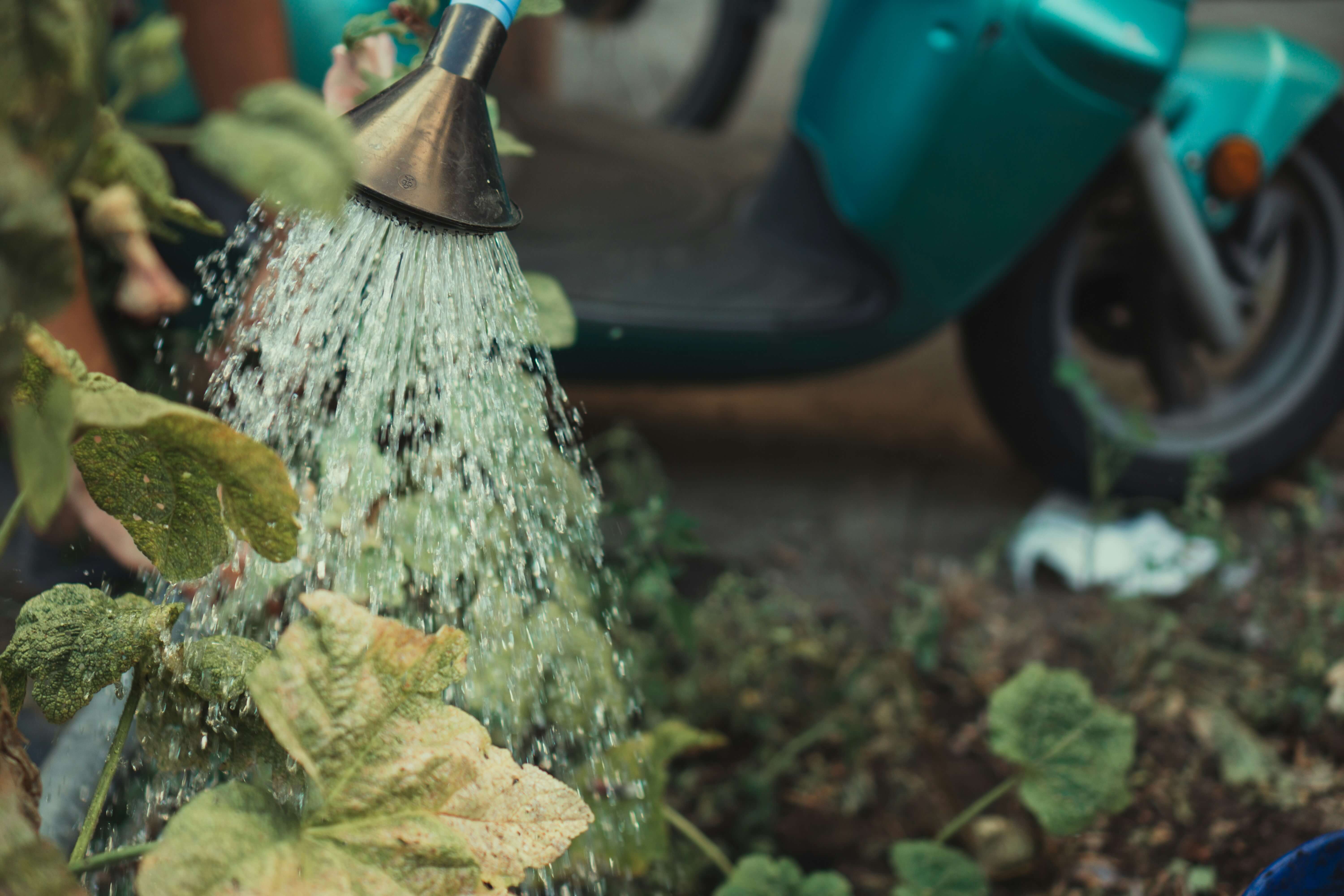 someone watering plants and increasing the soil moisture levels