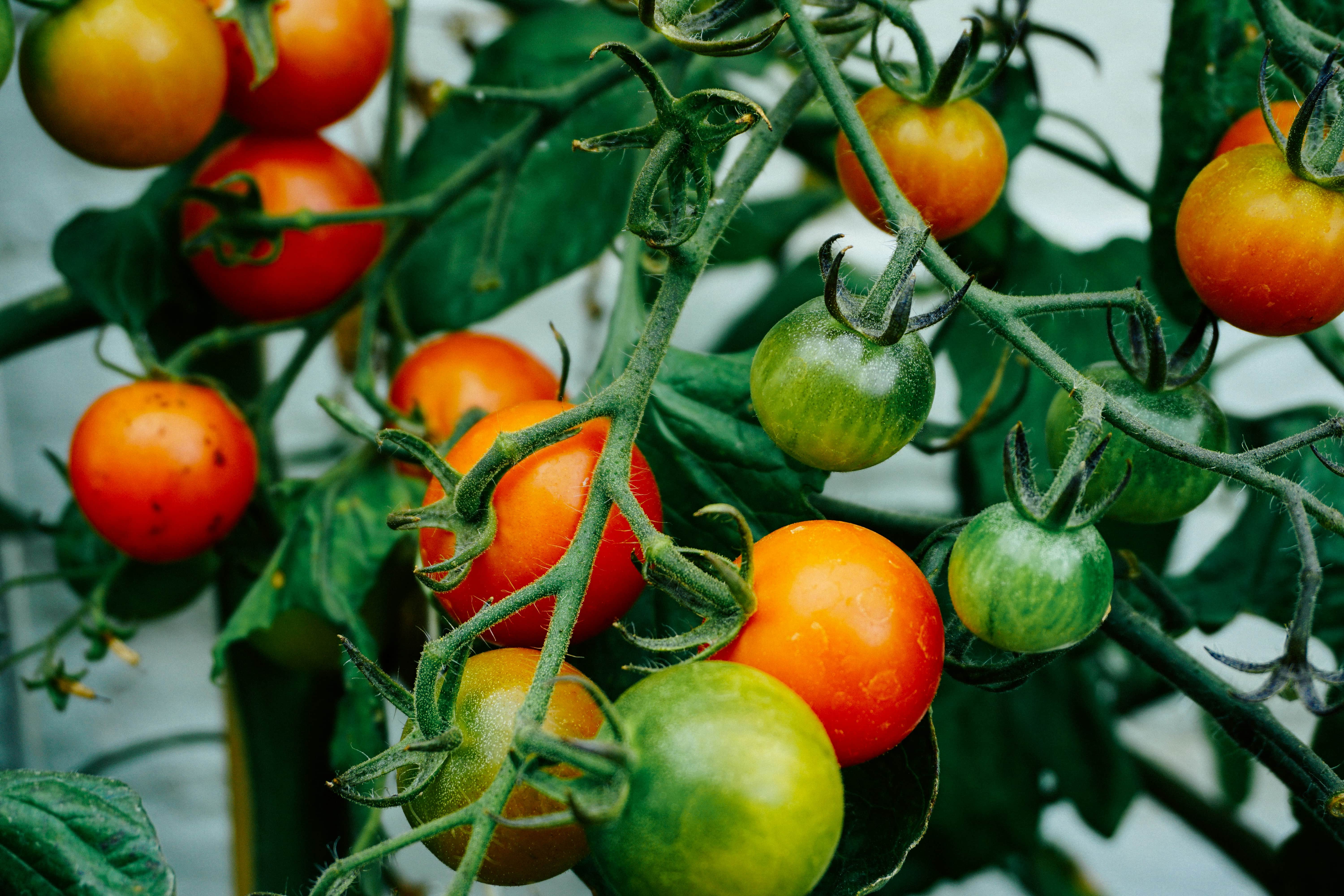 ripe tomatoes growing in a garden