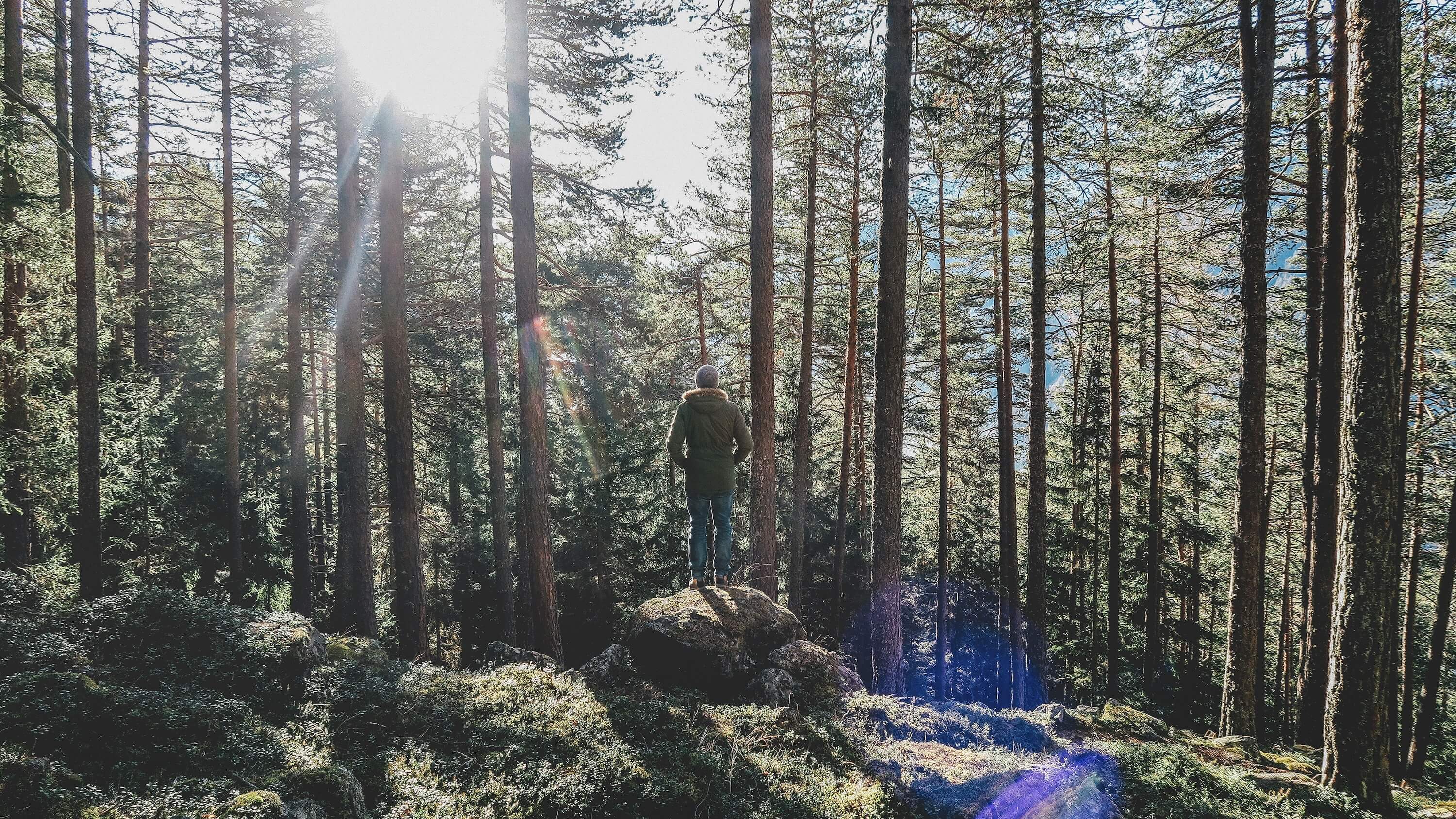 a person forest bathing in nature