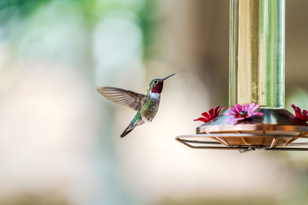 a hummingbird landing on a hummingbird bird feeder