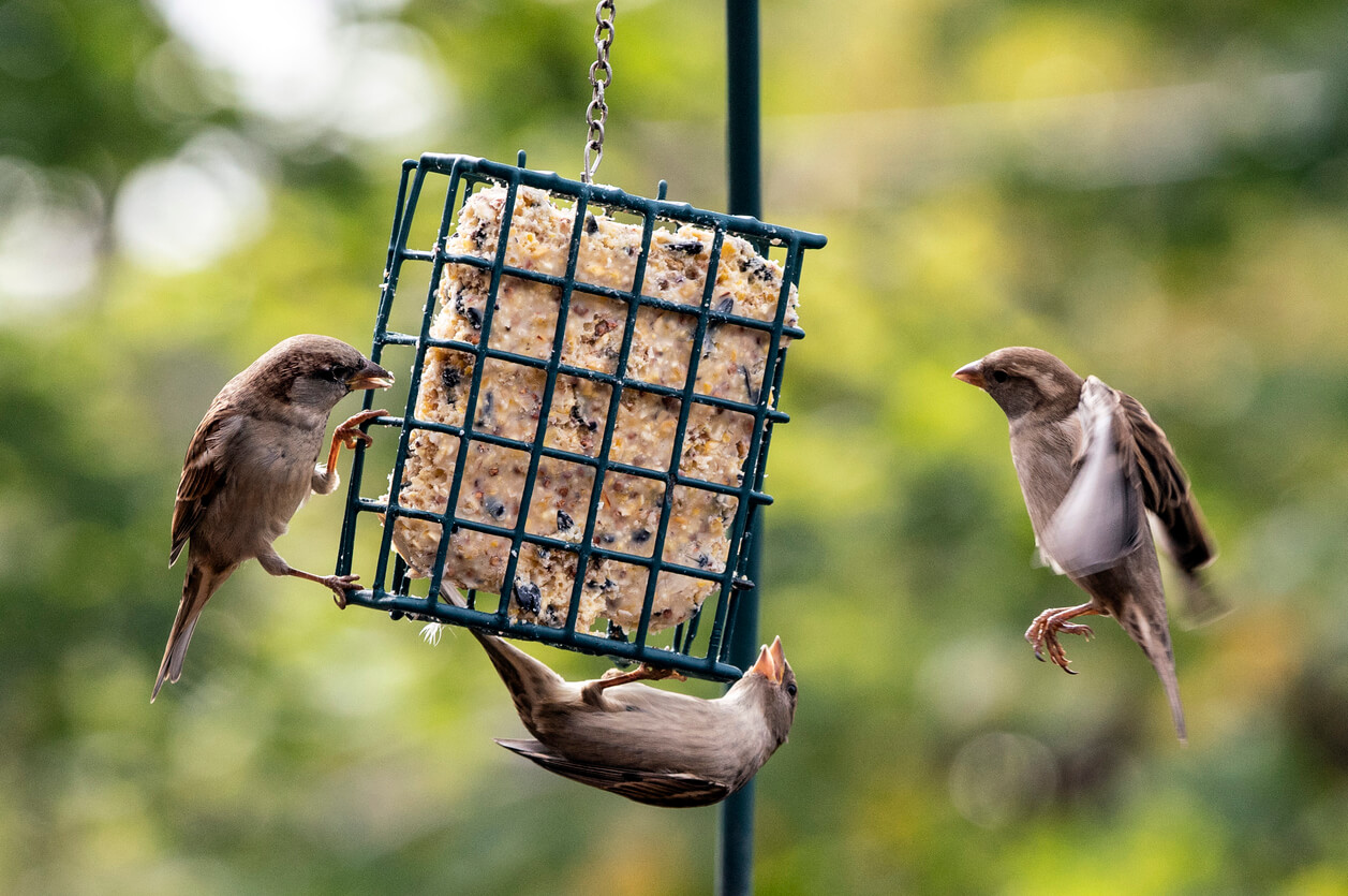 three birds eating a suet at a suet bird feeder