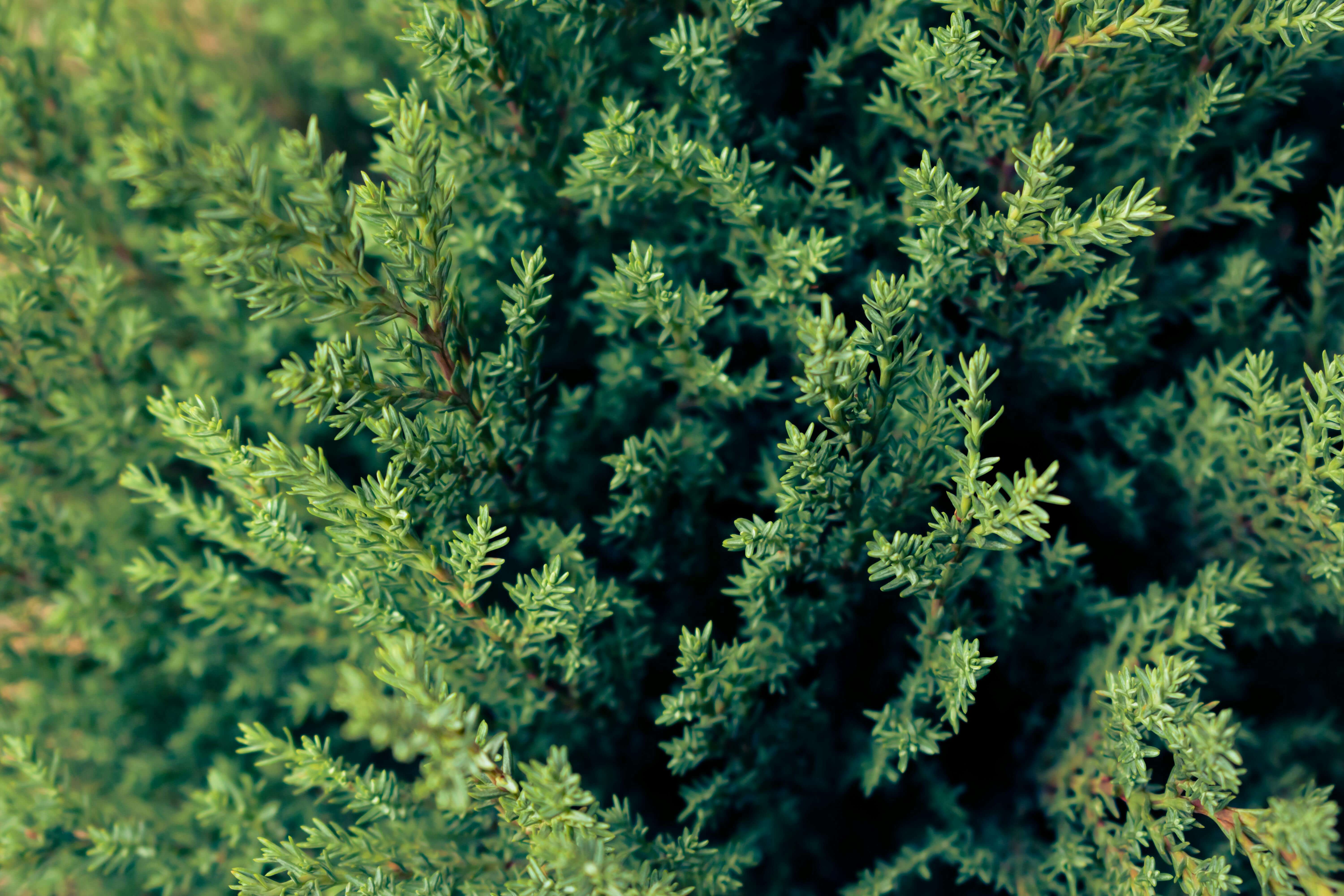 juniper shrubs growing in the southwest region of the United States