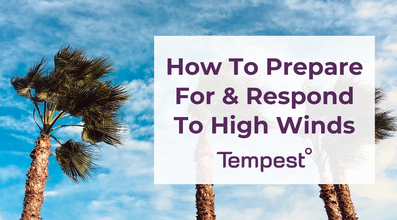 trees blowing in high wind that people need to prepare and respond to